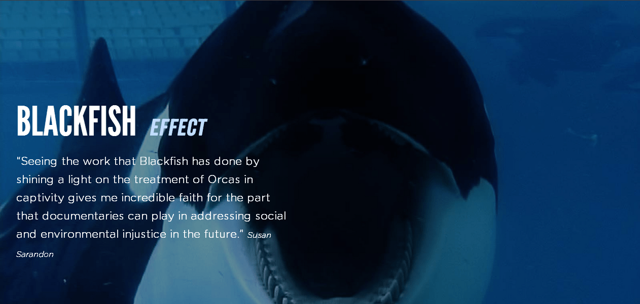 The Blackfish Effect - How Film Can Impact Big Business - WITNESS Blog