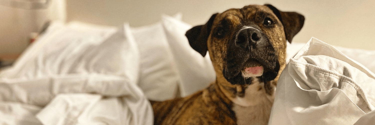 Here's what you need to know. The Best Dog Friendly Hotel In Every State Yelp Official Blog