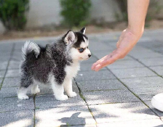 6 giống chó Teacup nhỏ xinh lọt thỏm trong tách trà khiến bạn nhìn là ...