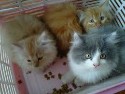 Dapatkan Gambar Jenis Jenis Kucing Persia Yang Populer Di Dunia Belajar Beternak Terbaru by www.lampunghits.com