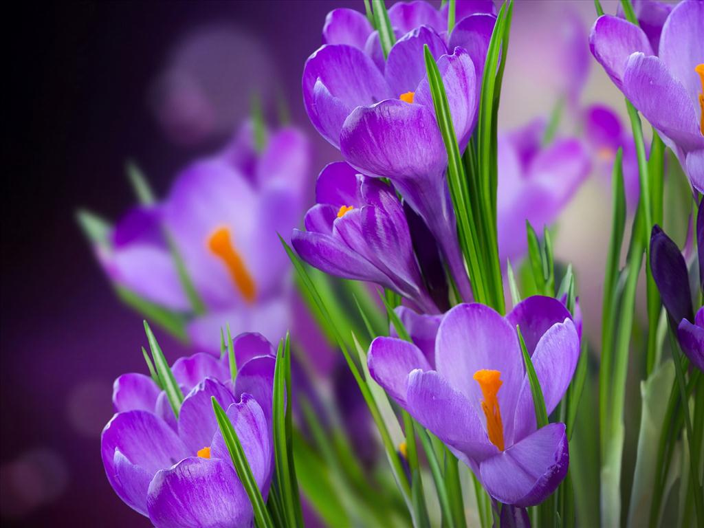 Xem lịch thi đấu bóng đá tối đêm nay và rạng sáng mai mới nhất. Hoa Nghá» TÃ¢y | CÃ¢y cáº£nh - Hoa cáº£nh - Bonsai - HÃ²n non bá»