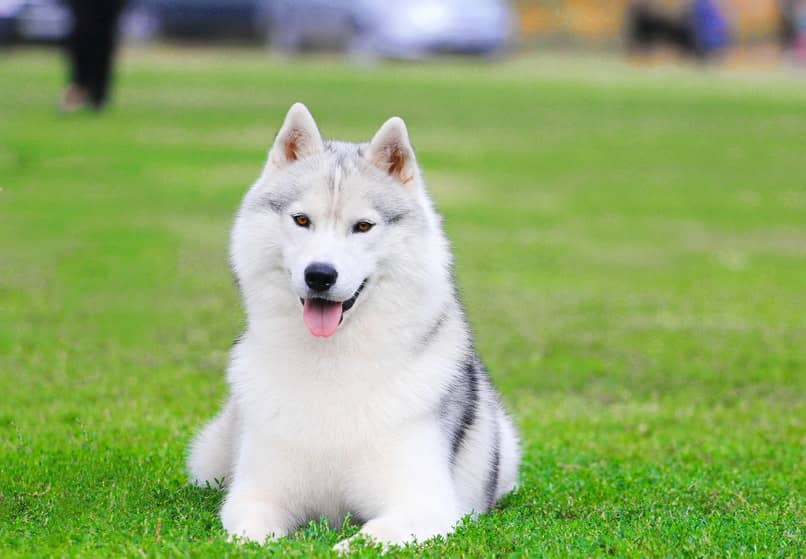 Perro Husky Siberiano Origen Caracteristicas Alimentacion Y Cuidados Blog De Animales