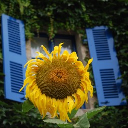 un girasole e sullo sfondo due persiane azzurre