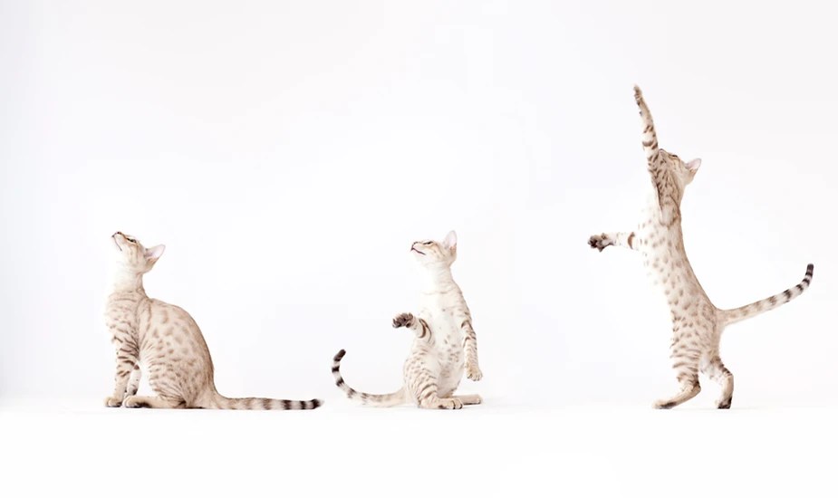7 Ways to Keep Your Cats Purring Over Their Toys