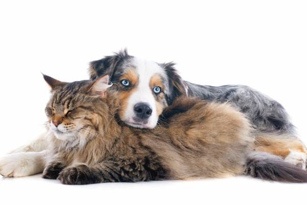What Is Positive Reinforcement In Cat Training? [Examples & Getting Started]