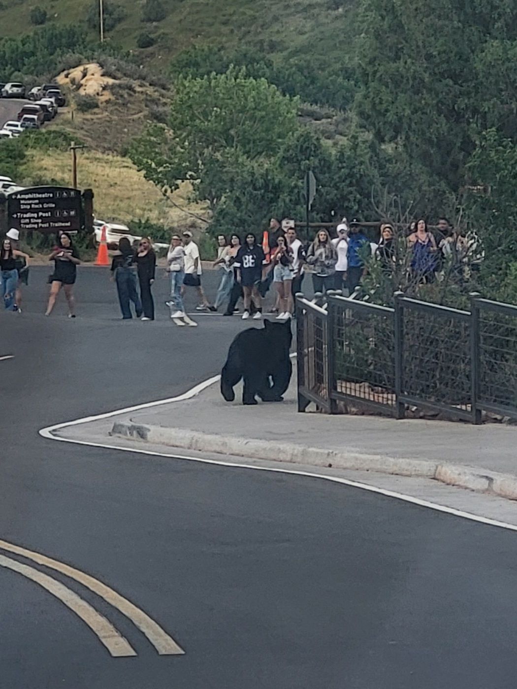 Bears join concertgoers at Red Rocks Amphitheatre in Colorado