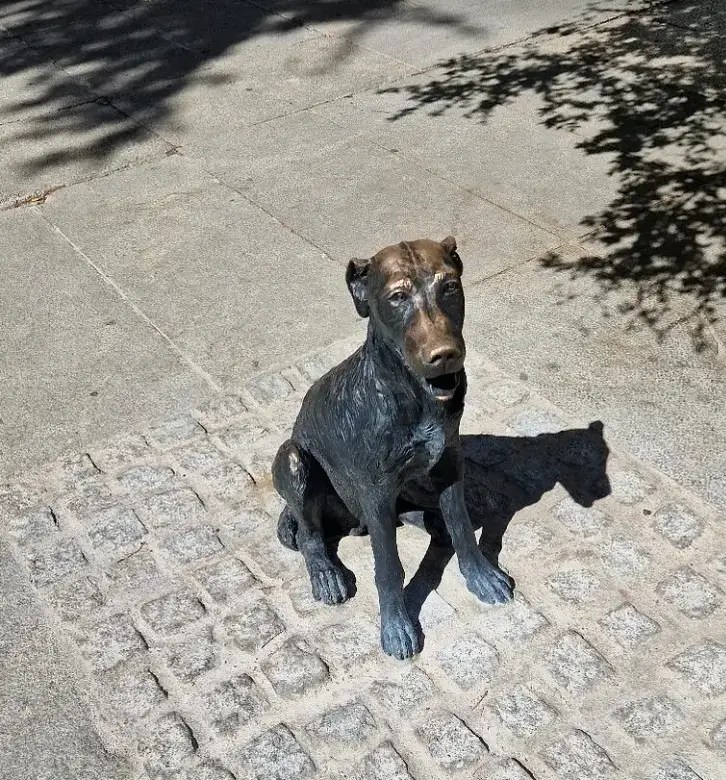 Madrid’s Famous Dog Paco—From Street Pupper to Local Legend
