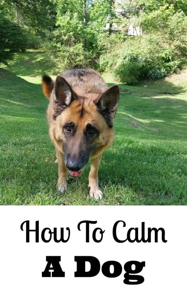 How To Calm A Dog Down With Routine And Care
