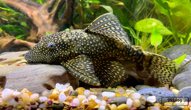 Ikan jenis ini diketahui bisa membantu untuk menjaga kebersihan aquarium dengan memakan alga, lumut … 10 Jenis Ikan Pembersih Aquascape Terbaik 100 Ampuh