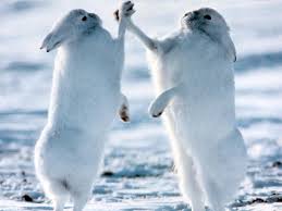Hares high-fiving after eating a lynx? :)