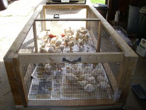 brooder box cage chicken building rabbit chickens chick chicks diy baby brooders cages combination coop poultry thoughts random quail john