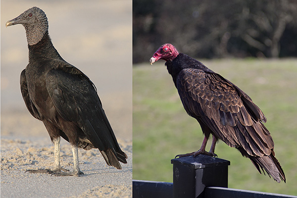wallpapers Big Black Birds In South Florida uf ifas blogs university of florida