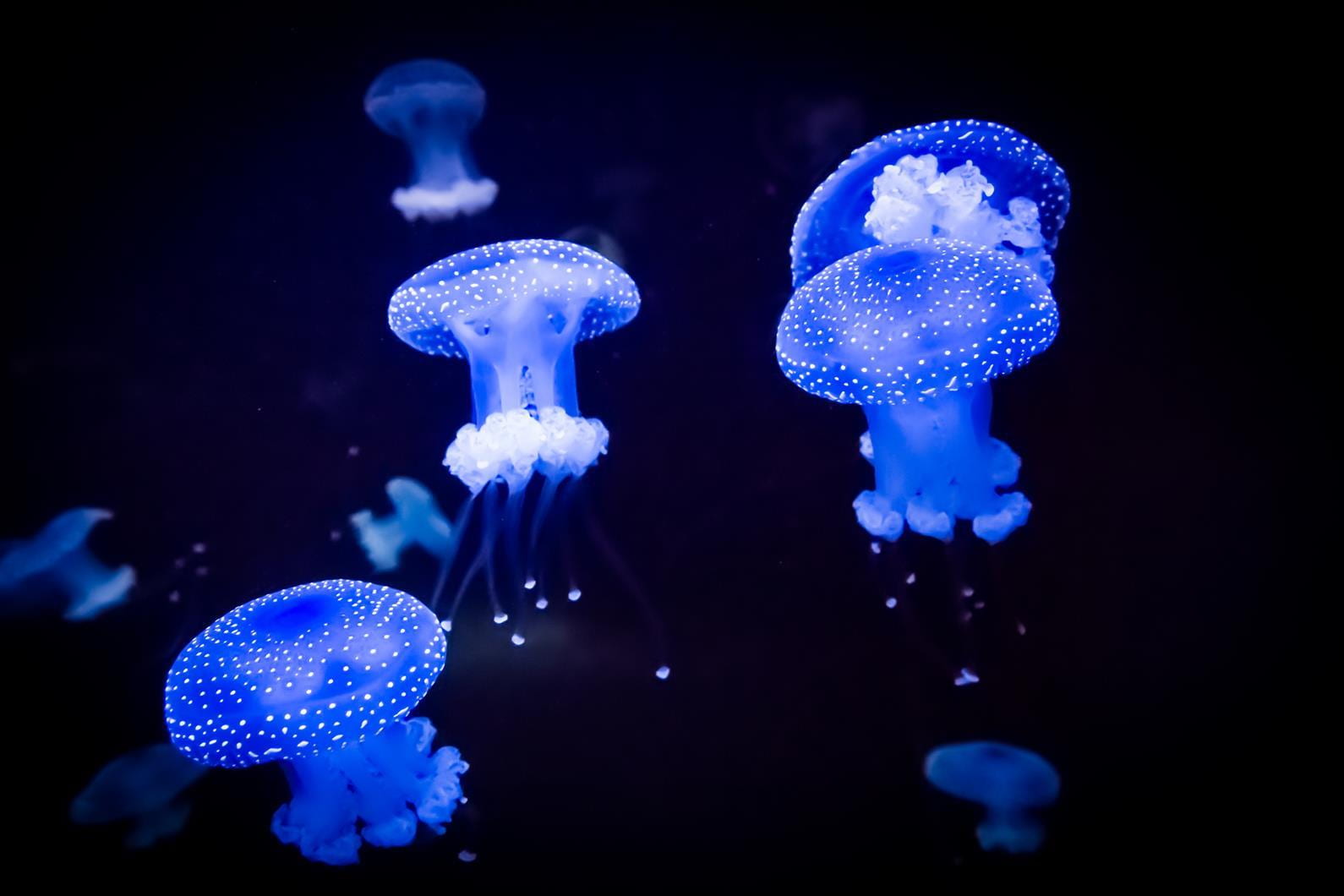 bioluninescent jellyfish