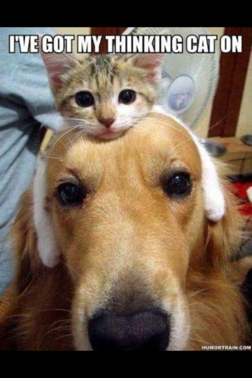 Cats are carnivorous mammals from the family felidae that can range greatly in size and color. http://blogs.perl.org/users/byterock/Thinking-Cap-no-wait