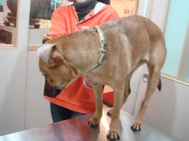 犬小病毒性腸炎香港愛護動物協會 rbmi
