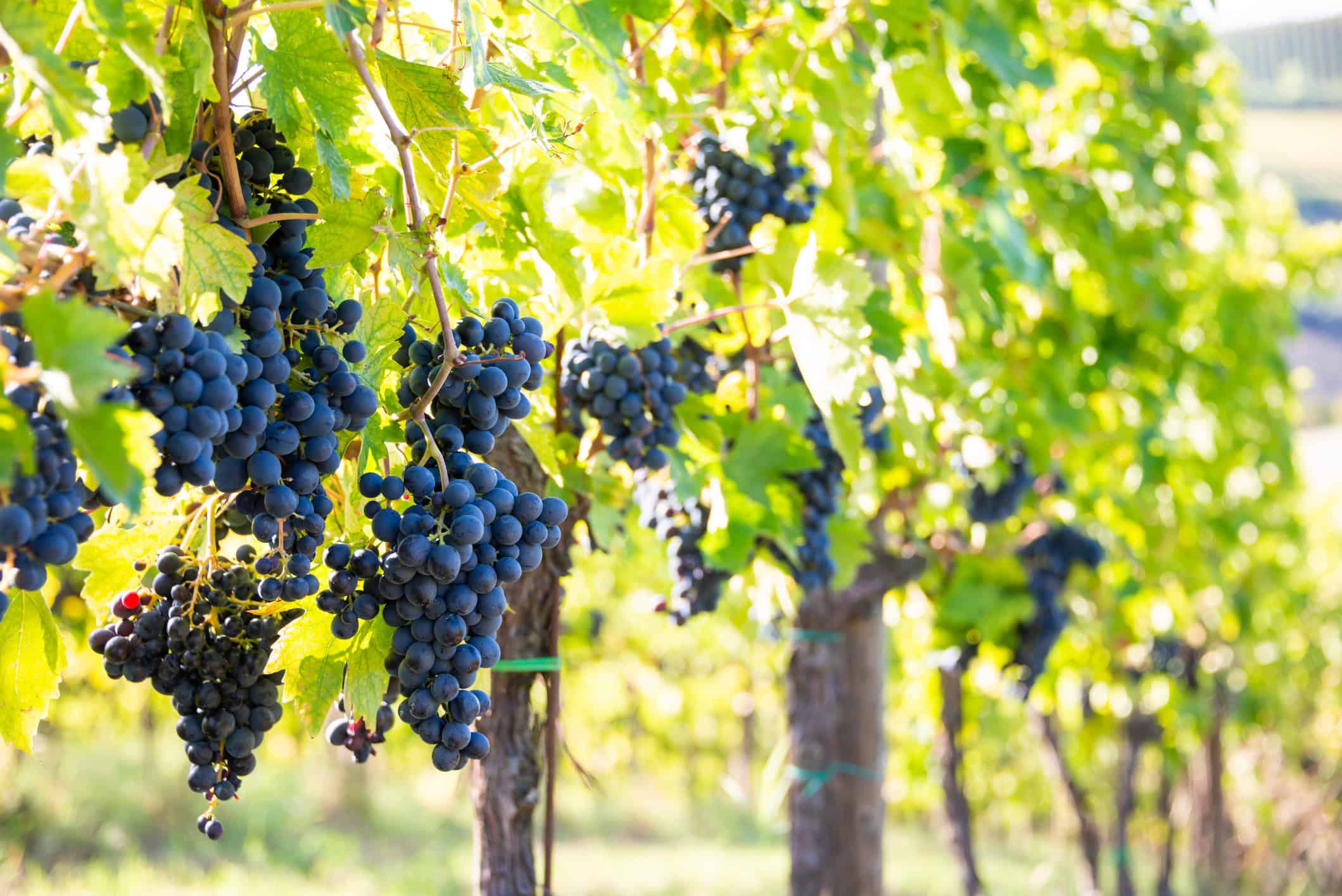 Grapes in your backyard