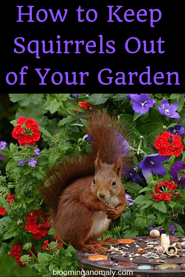 How To Keep Squirrels Out Of Your Garden Blooming Anomaly
