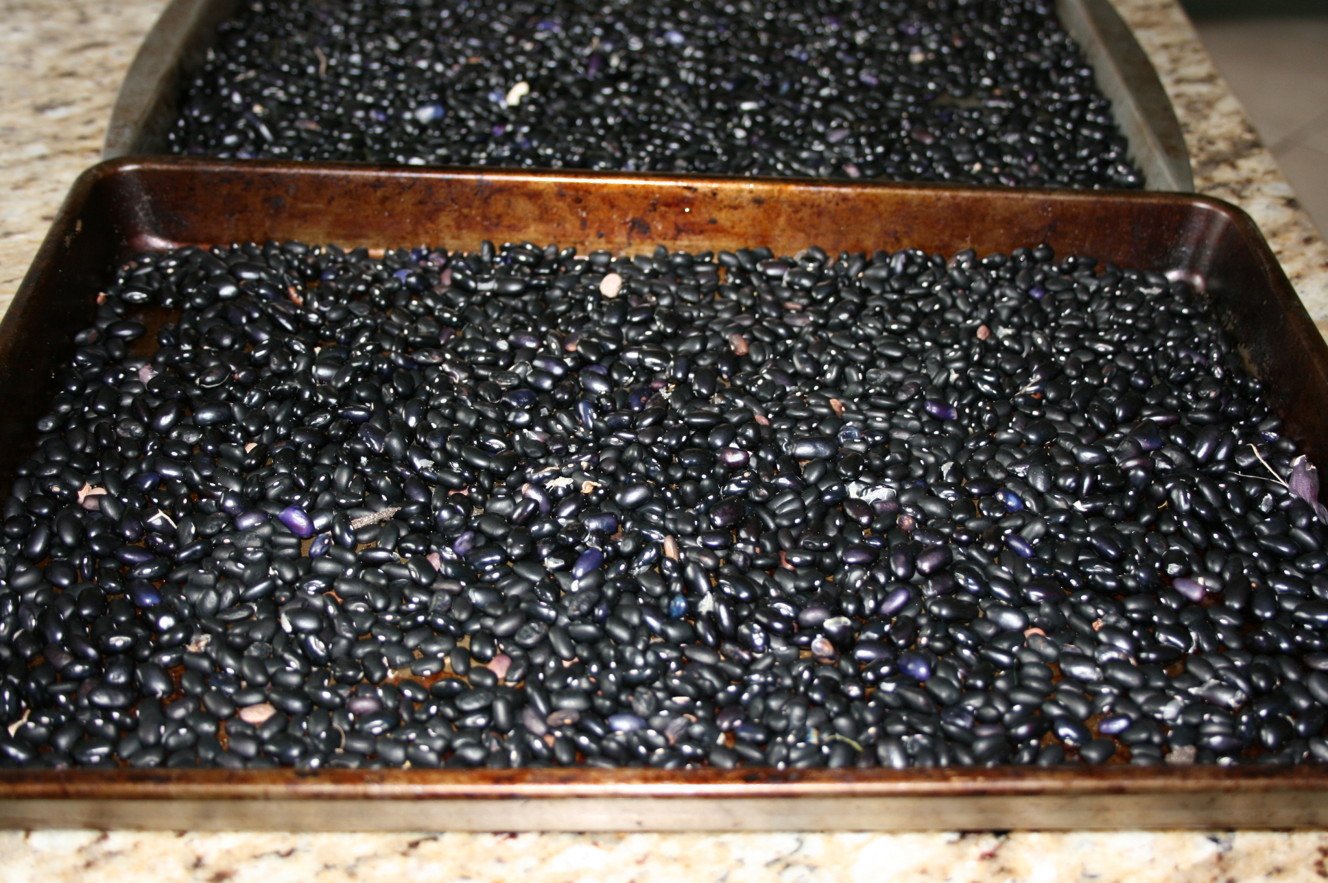 Allow Beans to Dry on the Vine? BloominThyme