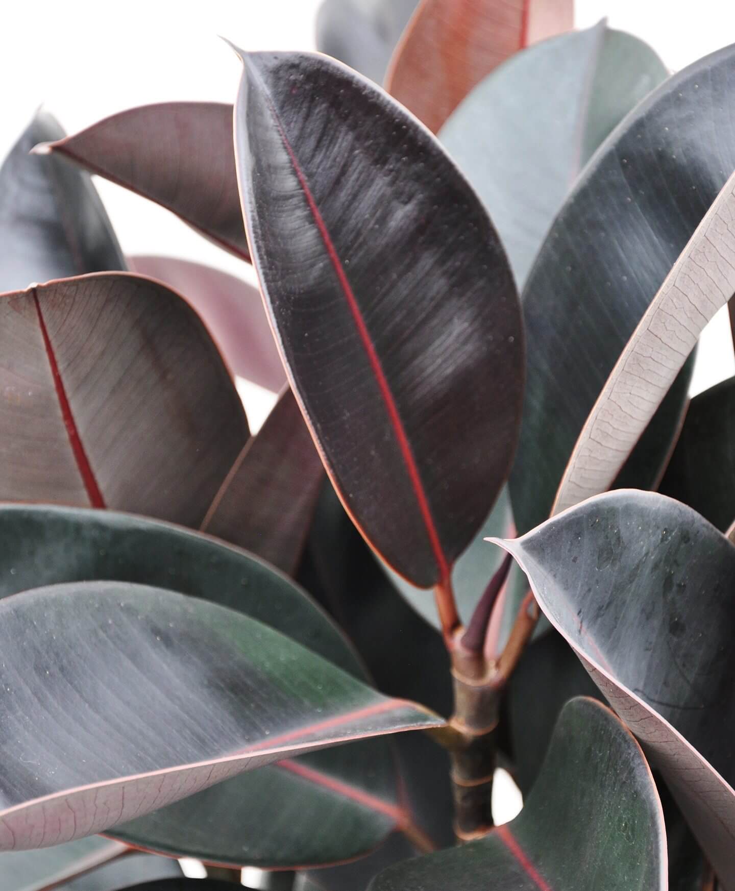 For Sale Rubber Plant Burgundy 20 Plants In The City Ph Facebook