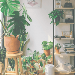 How to Become the Best Plant Parent