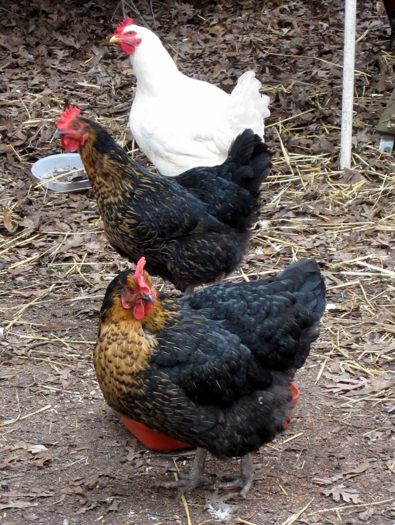 Lady Leone, Spacey and Lacy