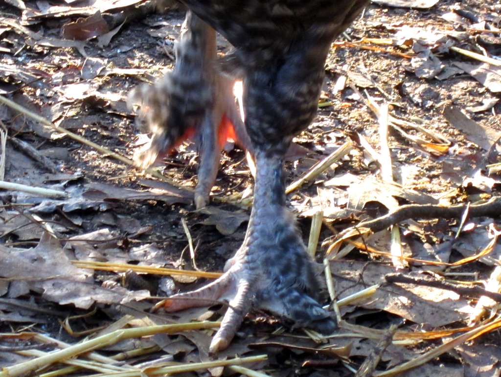 Hairy Feet on Barred Plymouth Rock