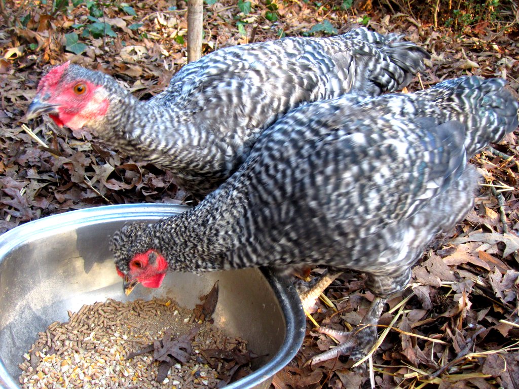 Devon and Delilah - Barred Plymouth Rocks
