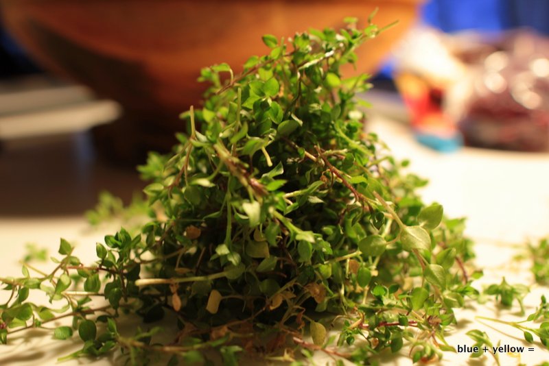 Wild Chickweed