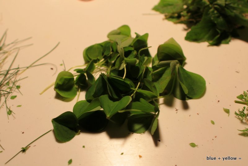 Wild Wood Sorrel