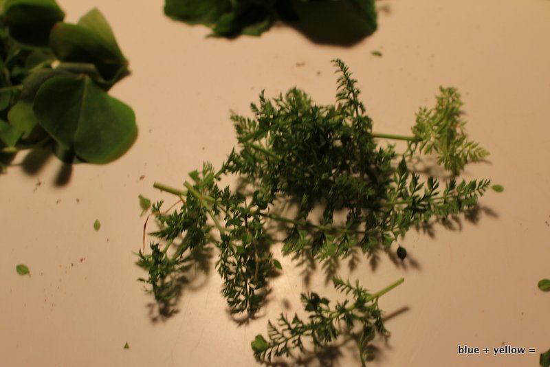 Carrot Tops from Regrown Stubs!