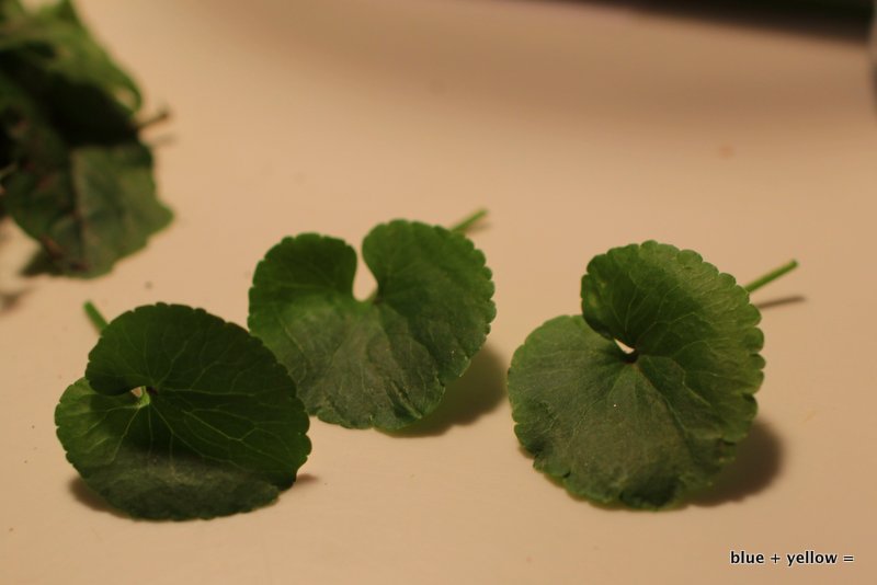 Wild Violet Leaves