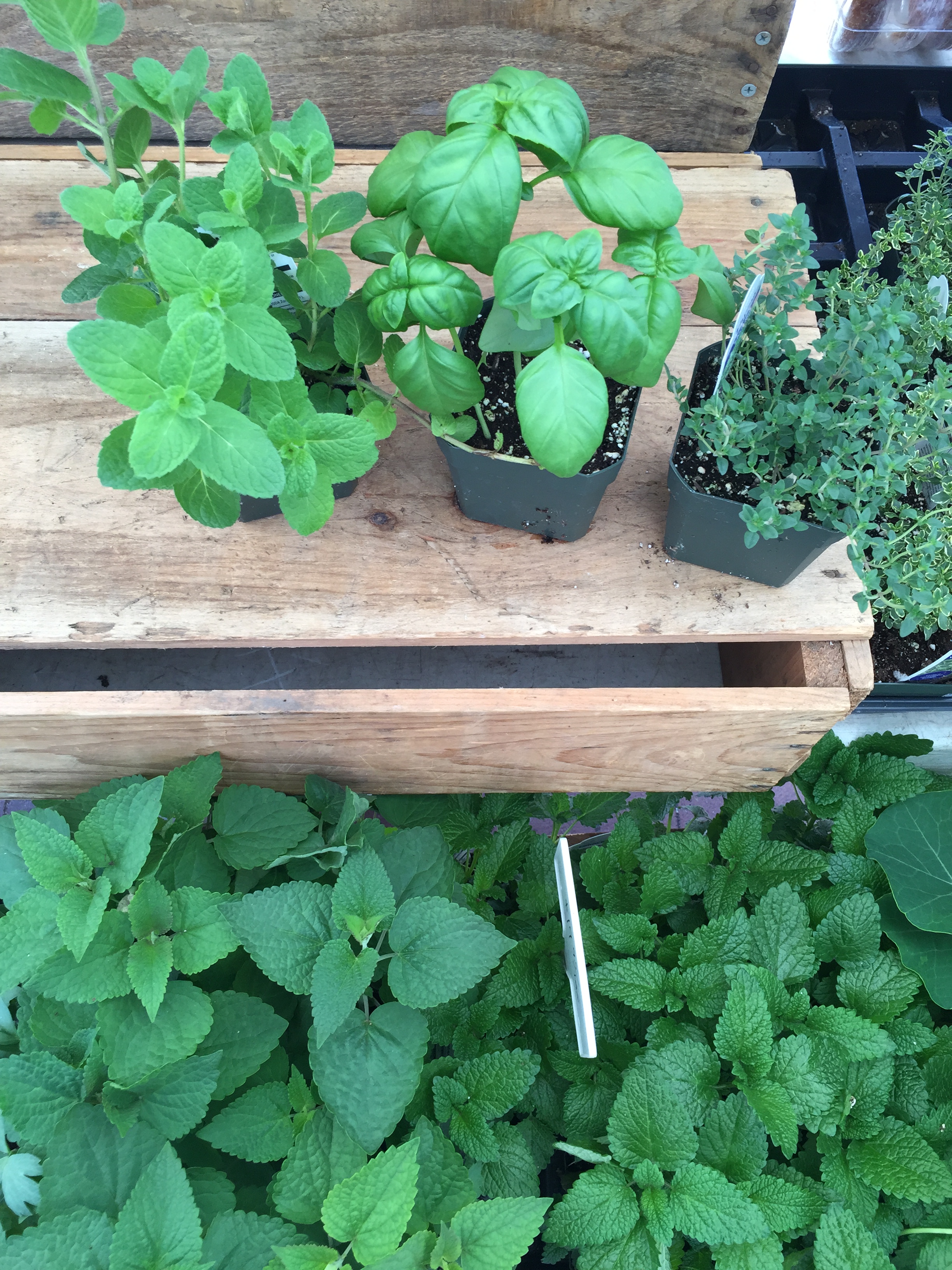 fresh herbs at Copley Square Farmer's Market