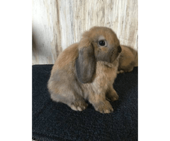 We do not ship bunnies! Holland Lop - page 2 - Bunnies for sale near me