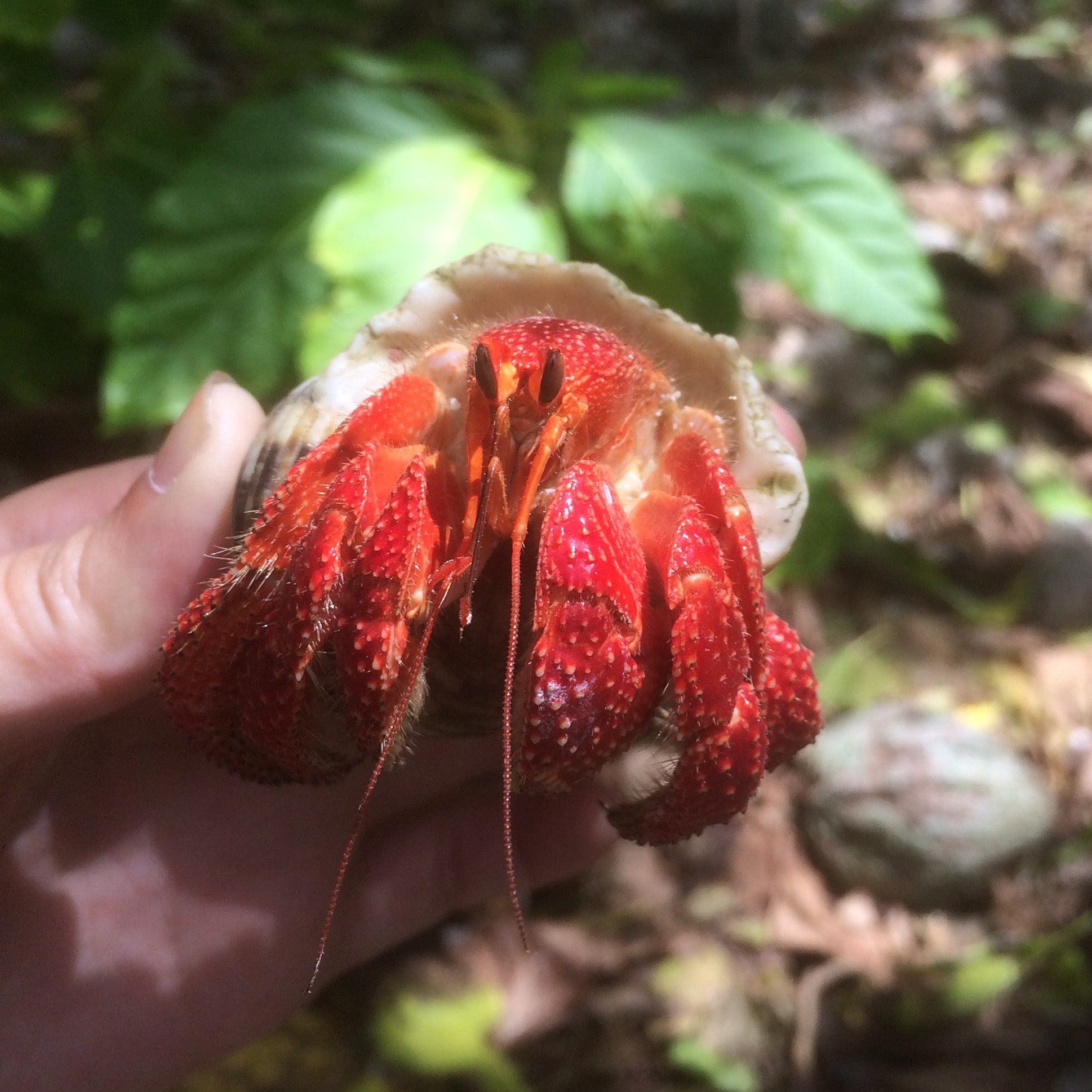 Luckily for me, crab is crabe in French