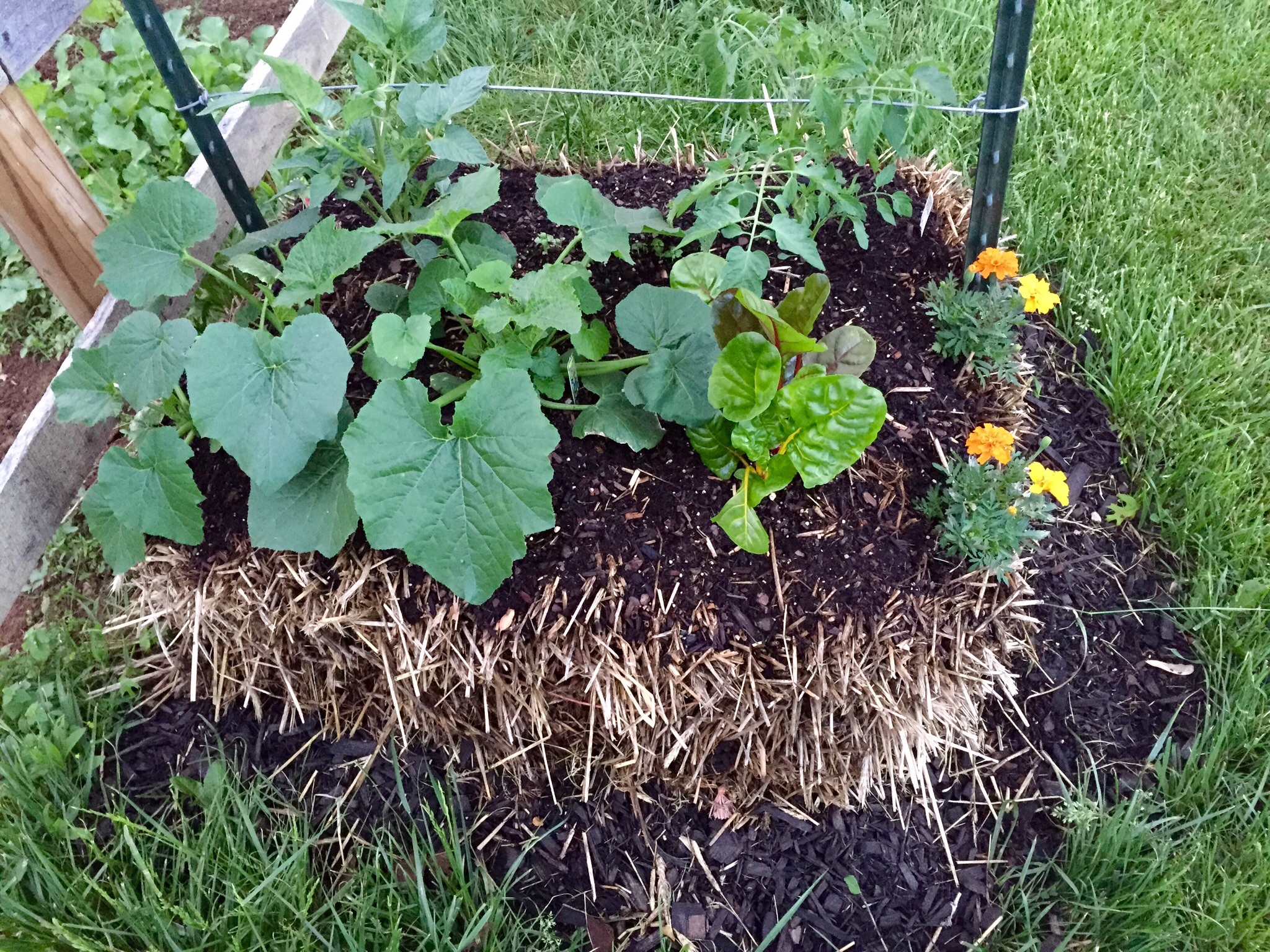 Bales first planted with zucchini and tomatoes, using marigolds on the end caps!