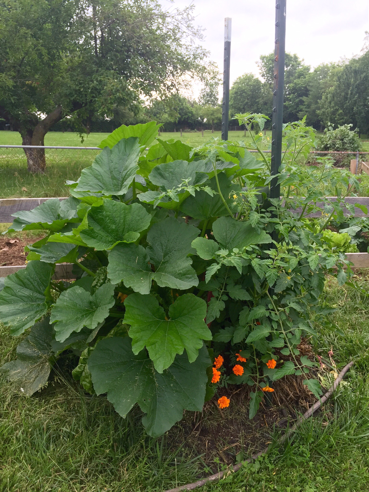 The zucchini has taken over!