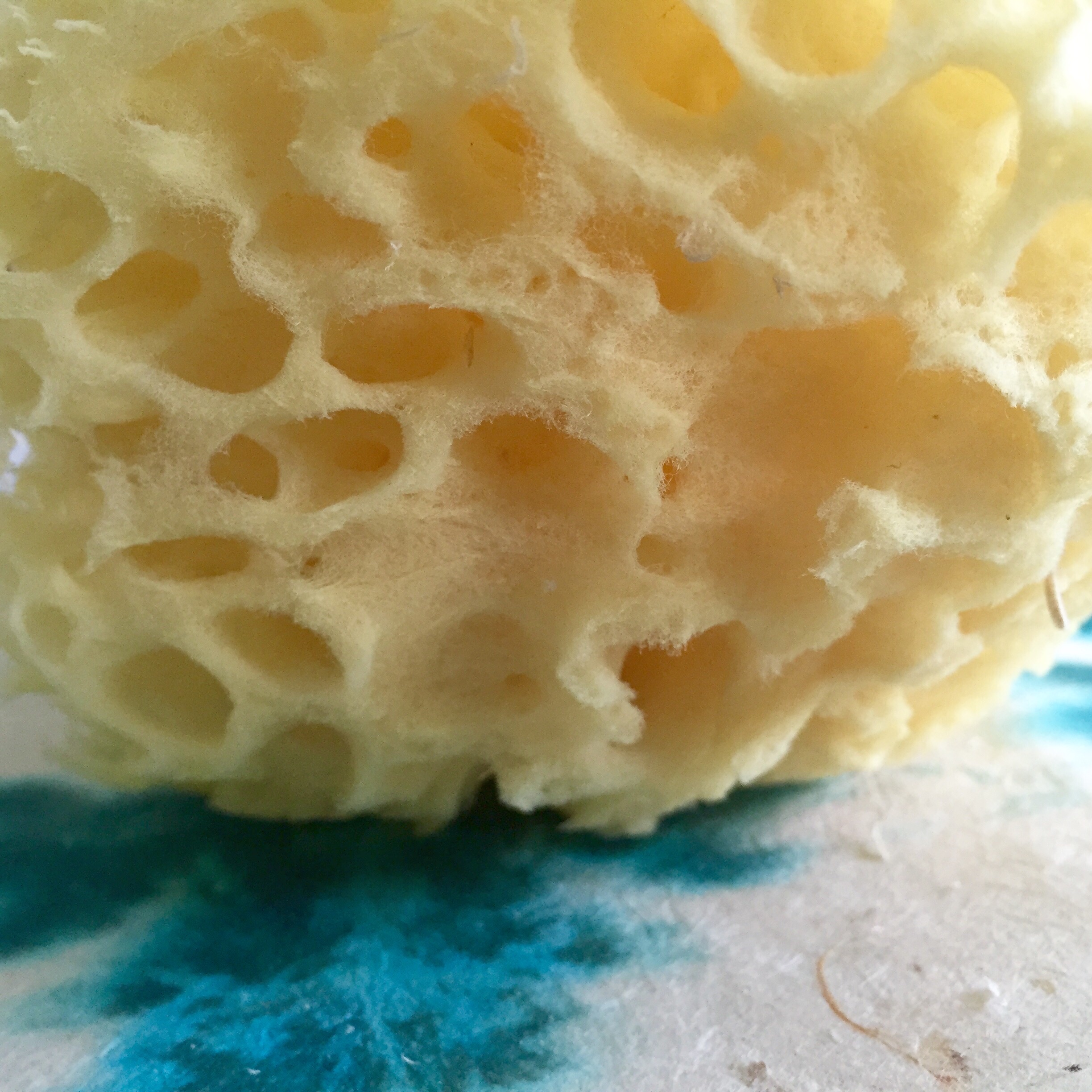 Baudelaire- Wool Sponge