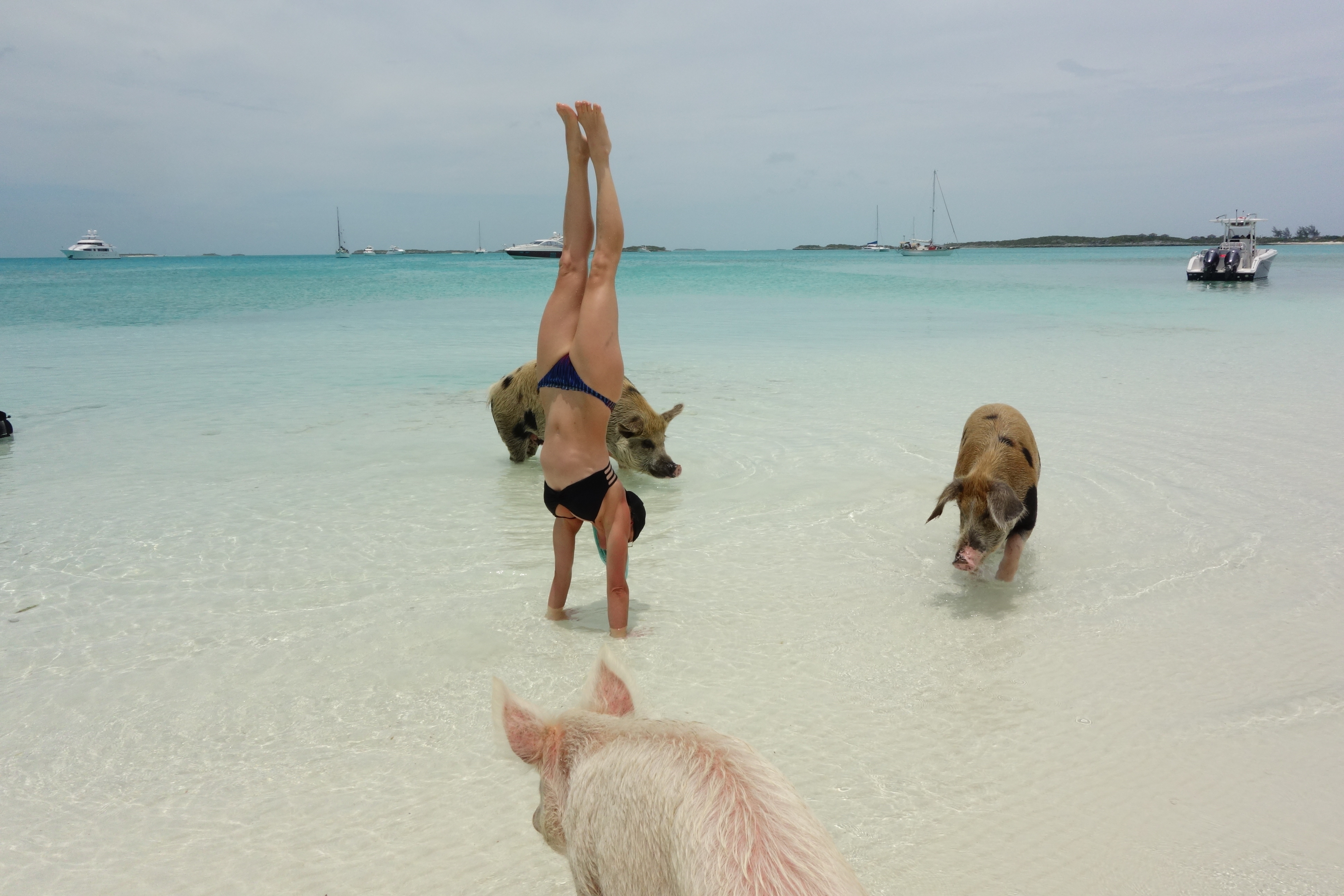 Yoga babe handstand with pigs in Bahamas