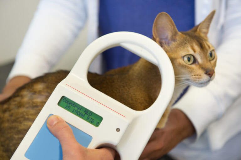 Microchips in pets: everything you need to know