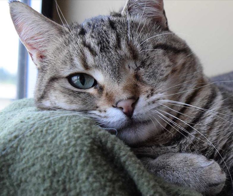 Whatcom Humane Society Website Rebuild
