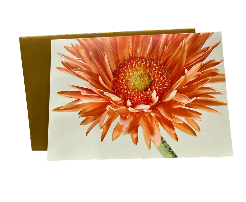 Grußkarte neutral - Gerbera