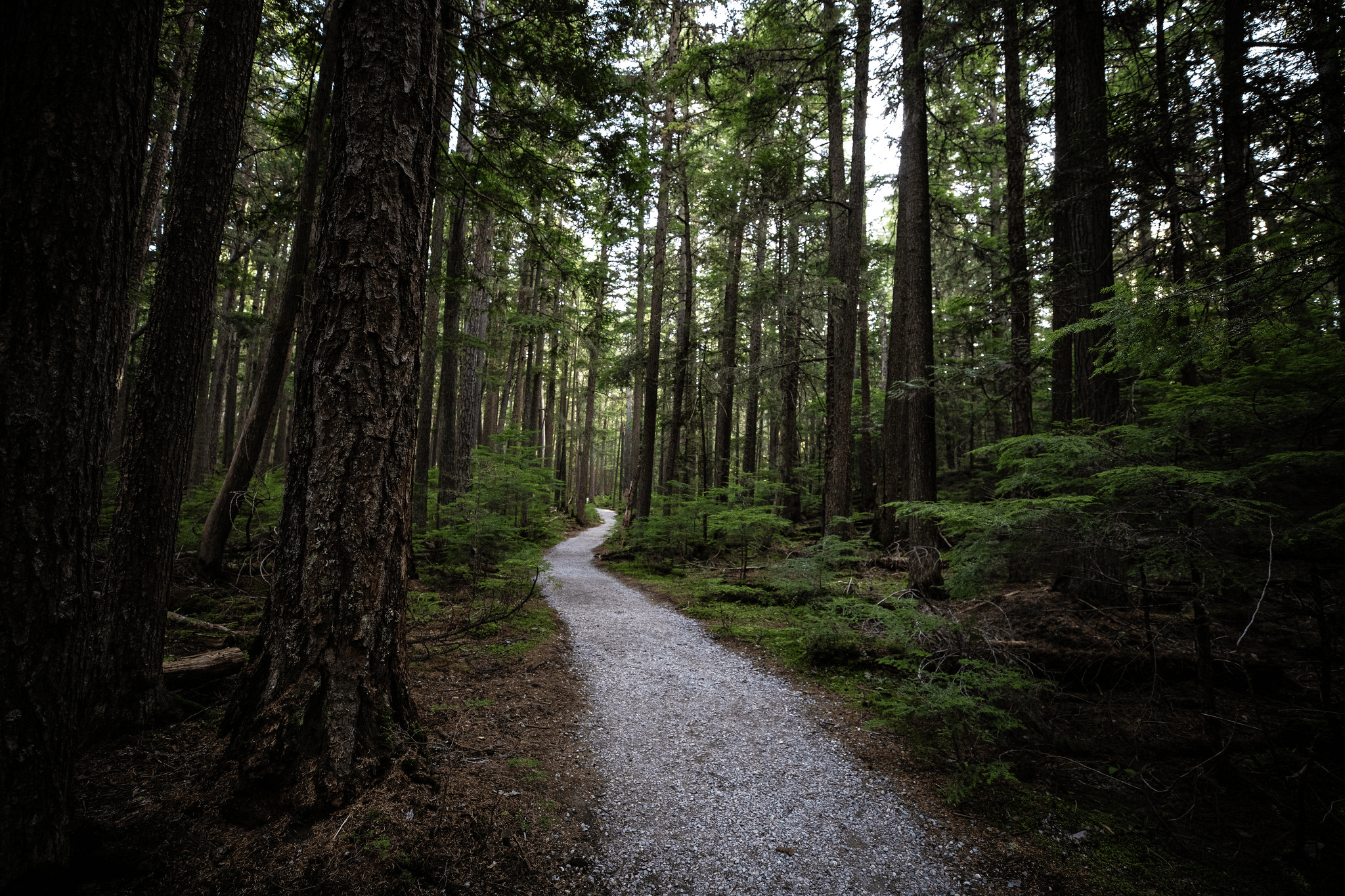 Forest Light