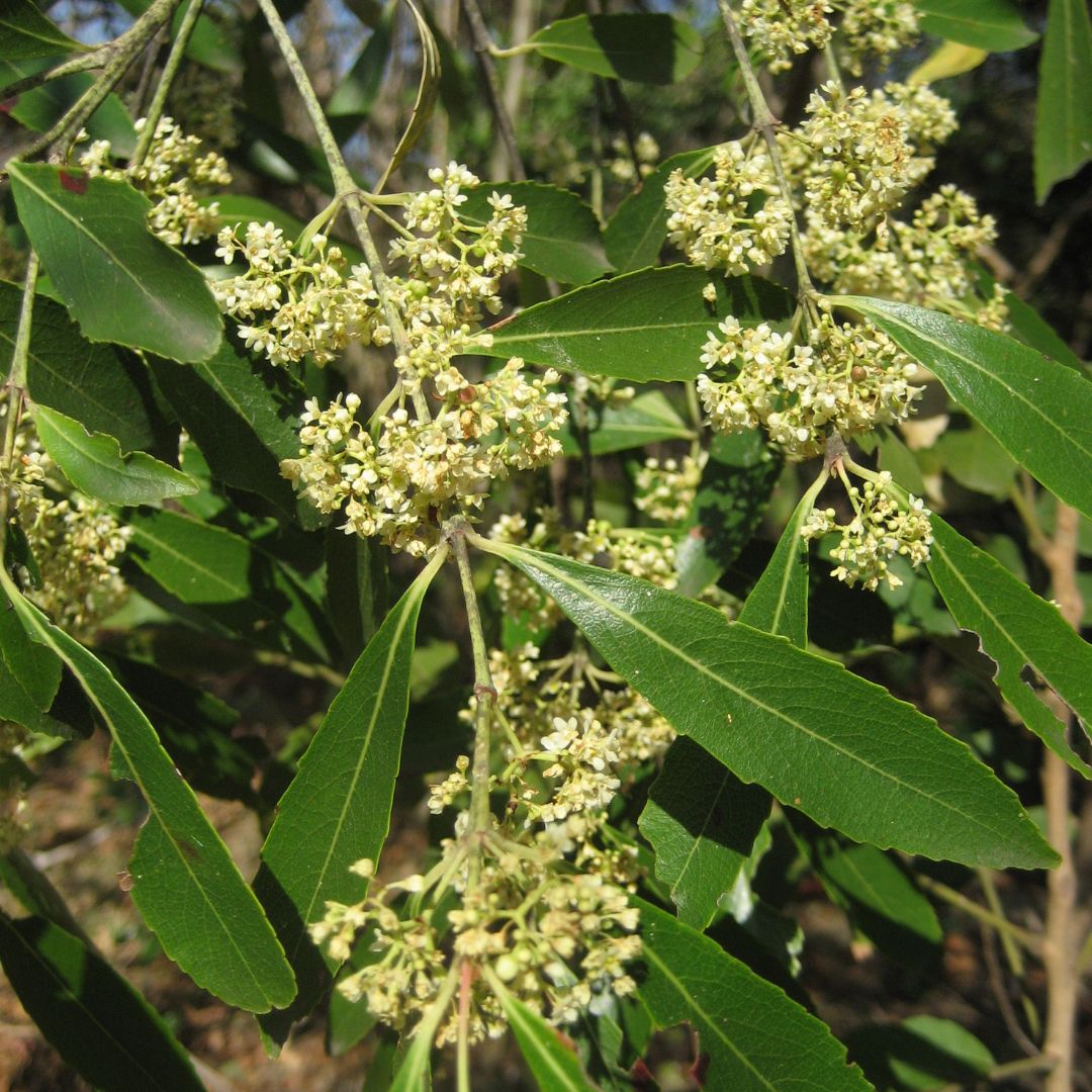 Catha-edulis, khat seeds, buy khat seeds online, Catha seeds for sale, Miraa seeds for sale, buy qat seeds online, atha edulis, khat, Abyssinian Tea, African Salad, Catha, Chat, Kat, Miraa, Oat, Qat, Quaadka,