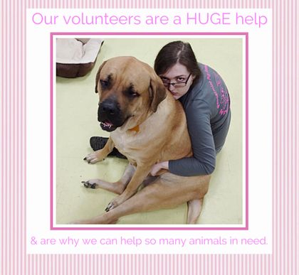 Peppermint pig director joyce hutchinson and the volunteers wanted to remain in anderson township, preferably along beechmont avenue, close to . Peppermint Pig Animal Rescue Boards Cincinnati Cares