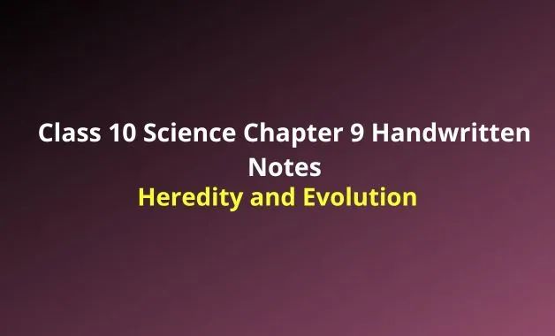 Heredity And Evolution Class 10 Notes Science Chapter 9 - Premium Colorful Image Gallery - 8K
