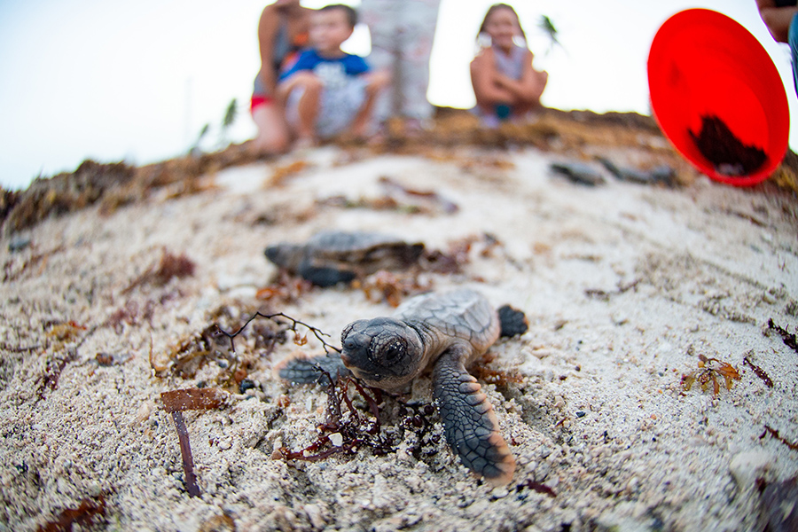 220801-N-IW125-1016 KEY WEST, Fla. (Aug 1, 2022) A Loggerhead turtle hatchling is released at Truman beach at Naval Air Station Key West’s Truman Annex in Key West, Fla. Aug. 1, 2022. Naval Air Station Key West is the state-of-the-art facility for combat fighter aircraft of all military services, provides world-class pierside support to U.S. and foreign naval vessels, and is the premier training center for surface and subsurface military operations. (U.S. Navy photo by Mass Communication Specialist 2nd Class Nicholas V. Huynh)
