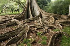 TreeRoots