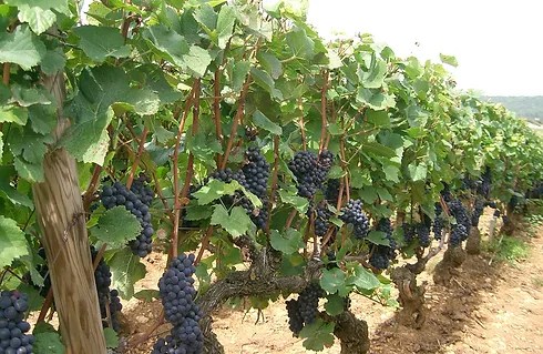 Malbec