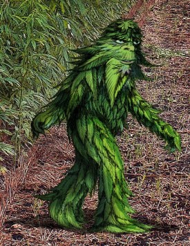 hempsquatch-capture
