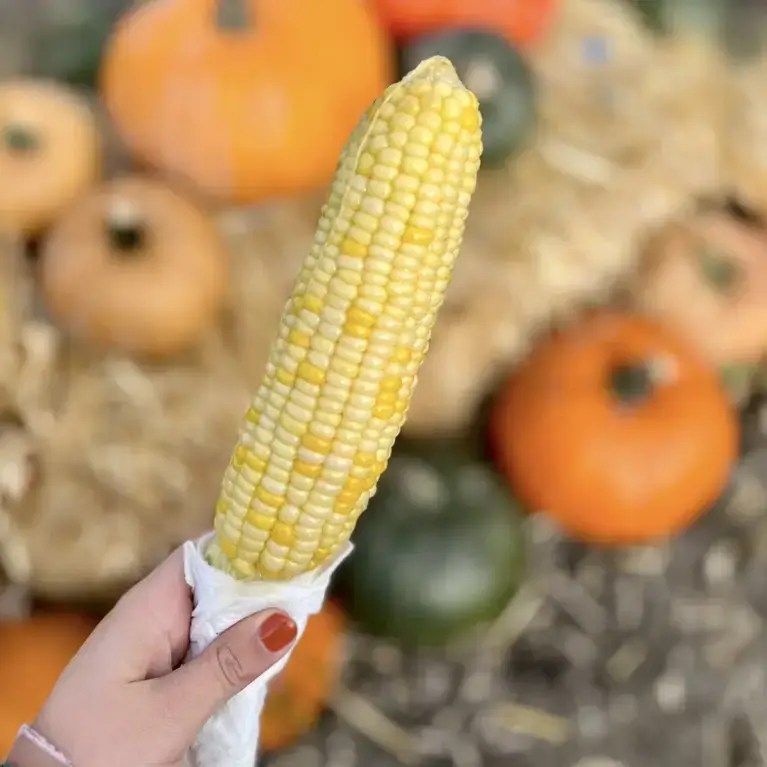 CornRoaster